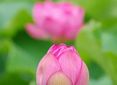 Lotus : visite guidée d'une sacrée fleur