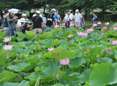 Lotus au Kodaihasu-no-sato