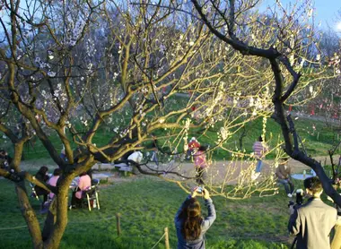 Hanami au parc Hiraoka