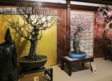 Exposition de vénérables bonzaïs pruniers