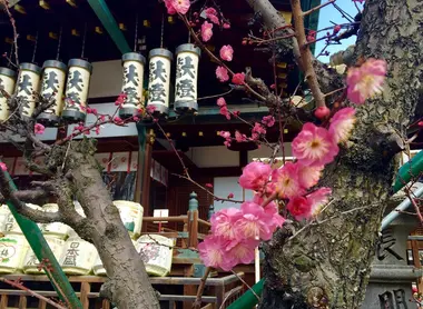 Prunier en fleurs durant le festival