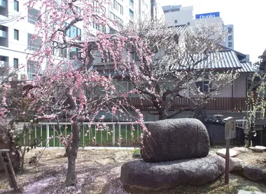 Pruniers en fleurs au sanctuaire Tenma Tenjin