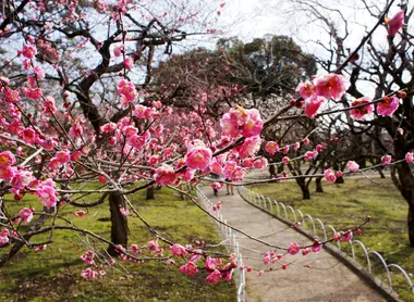 Pruniers en fleurs à Kitano Tenmangû Pruniers en fleurs à Kitano Tenmangû