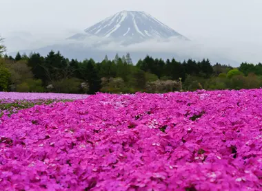 Fuji Shibazakura Matsuri