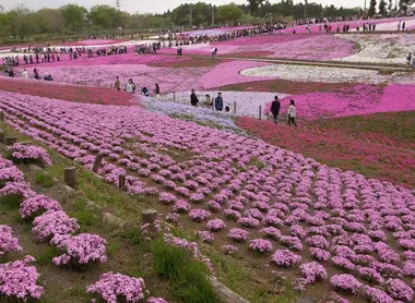 Shibazakura Matsuri du parc de Hitsujiyama, Chichibu