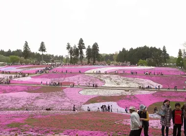 Shibazakura Matsuri au parc de Hitsujiyama, Chichibu