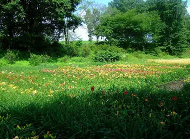 Jardin d'iris au parc Hakko