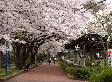 Tsutsujigaoka Park Tsutsujigaoka Park