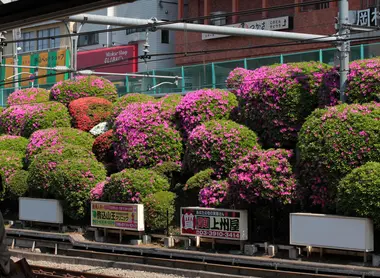 Les azalées en fleurs vus depuis le quais de Komagome Les azalées en fleurs vus depuis le quais de Komagome