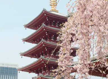 Cerisier en fleurs au temple Senso-ji, Asakusa
