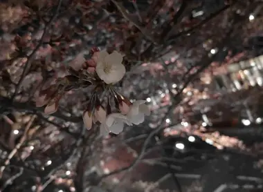 Sakura de nuit à Tokyo Midtwon
