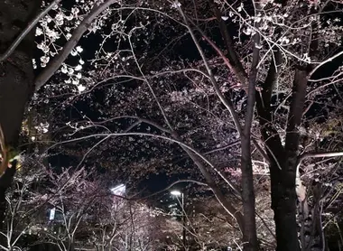 200 mètres de cerisiers éclairés jusqu'à 23h 200 mètres de cerisiers éclairés jusqu'à 23h