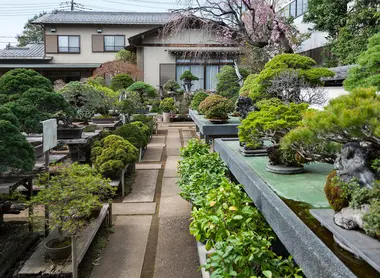 Omiya Bonsai Village