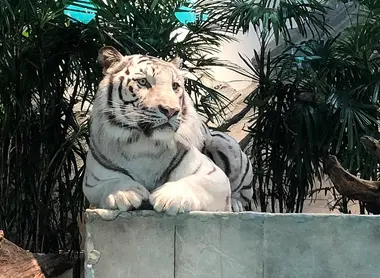 Nifrel_White_Tiger Nifrel_White_Tiger
