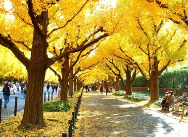 La rue des gingkos La rue des gingkos