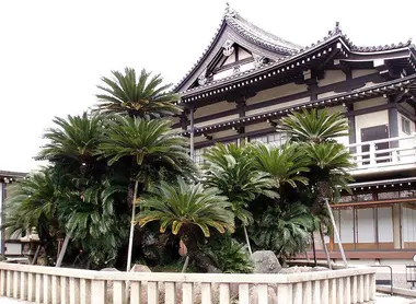 Le cycas du Myôkoku-ji