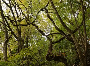 In the primary forest In the primary forest