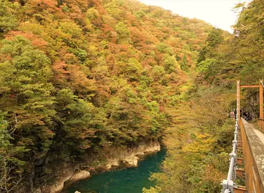 Magnifique forêt durant le kôyô