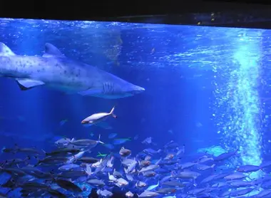 Aquarium Sumida Aquarium Sumida