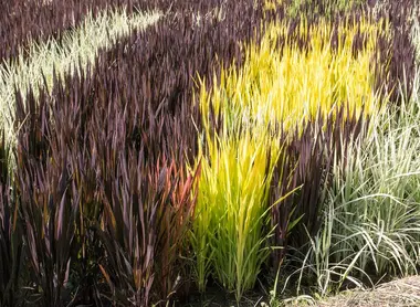 différentes variétés de riz