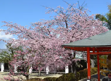 cerisiers-ryozen-kannon