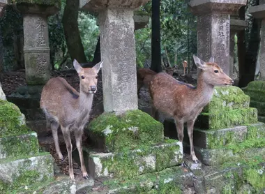 nara nara