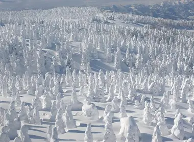 Les snow monsters de Yamagata à Zao