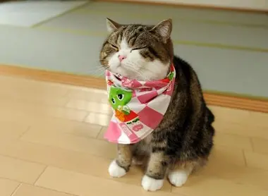 Maru, le chat star d'internet
