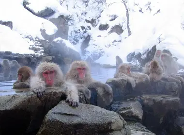 le parc aux singes Jigokudani  le parc aux singes Jigokudani