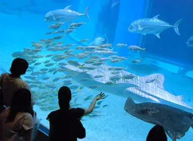 Aquarium d'Osaka Aquarium d'Osaka