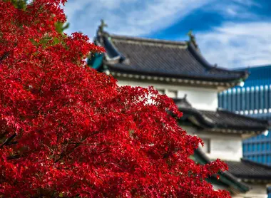 Kōyō en el Palacio Imperial, Tokio