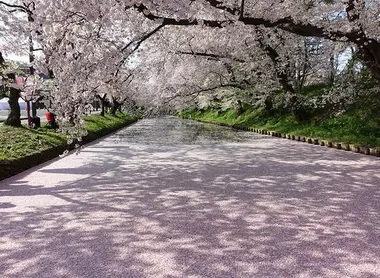 Tunnel de cerisiers en fleurs