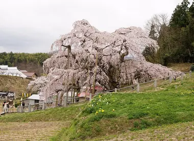 Miharu Takizakura Miharu Takizakura