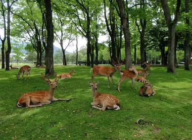 nara nara