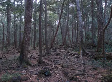 forêt d'Aokigahara forêt d'Aokigahara