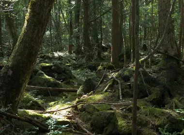 forêt d'Aokigahara forêt d'Aokigahara