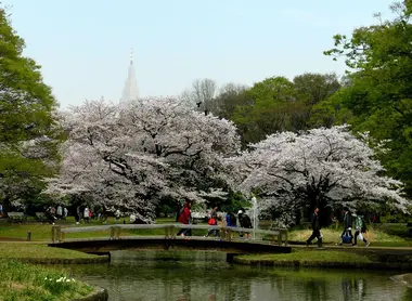 Parc Yoyogi au printemps