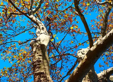 Les arbres offrent des couleurs diverses Les arbres offrent des couleurs diverses