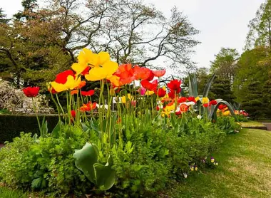 Japan Visitor - jindai-bot-tulips.jpg