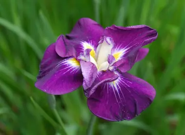 Japan Visitor - meijinaien3.jpg