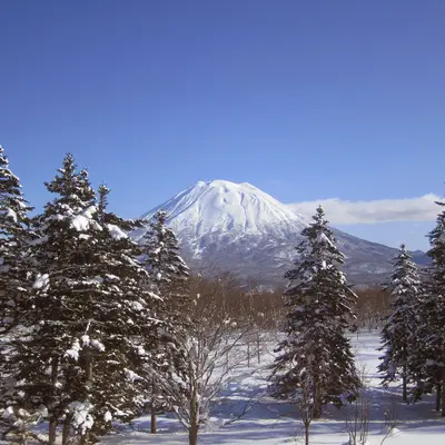 Trees covered in snow in front of Mt Yotei