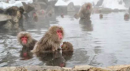 Activity in Japan : The monkey mountain | Japan Experience