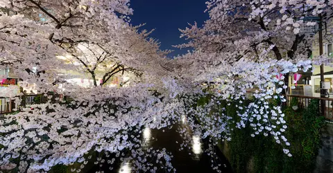 Cerisiers en fleurs "Sakura" quartier de Meguro, Tokyo