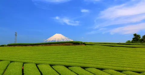 Tea fields in Shizuoka with a view of Mount Fuji in the background