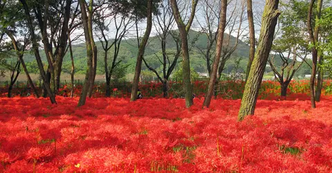 Kinchakuda spider lilies