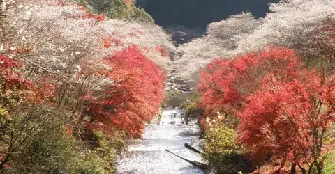 Sakura and momiji at Obara Fureai