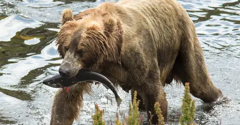 Brown bear eating a fish