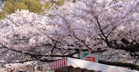 Ueno Cherry Blossom Festival
