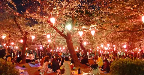 Night Hanami at Tsuruma Park 