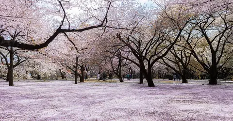 Shinjuku-gyoen Sakura
